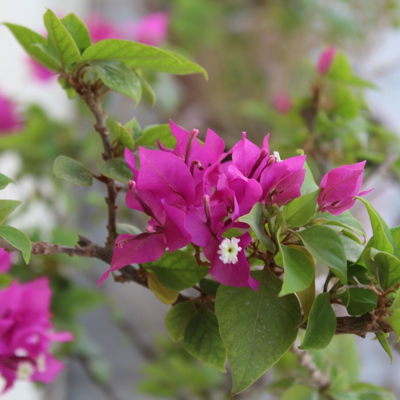 CLOSE-UP OF BOUGAINVILLEA BLOOMING OUTDOORS