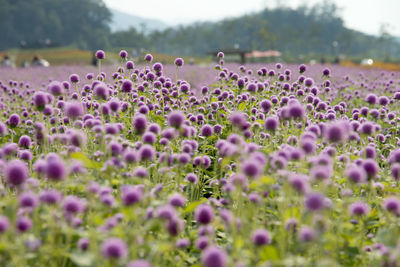 Close-up of flowers on field