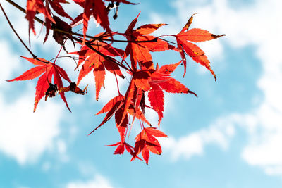 Close-up of red maple leaves against sky