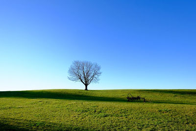 Single tree in field against clear blue sky