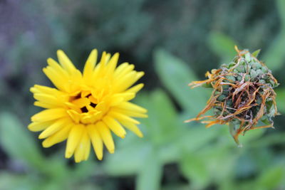 Close-up of honey bee on yellow flower