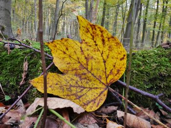 Close-up of yellow maple leaf on tree in forest