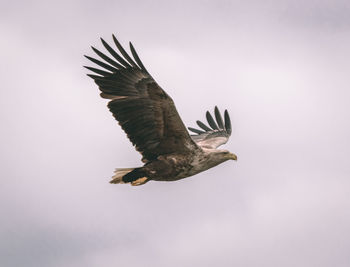 Low angle view of eagle flying in sky