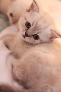 Close-up portrait of kitten