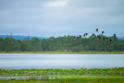 View of birds in lake against sky