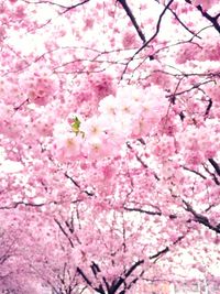 Low angle view of pink flowers