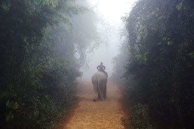 Rear view of men walking in forest