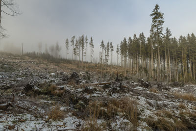 Trees on field against sky in forest