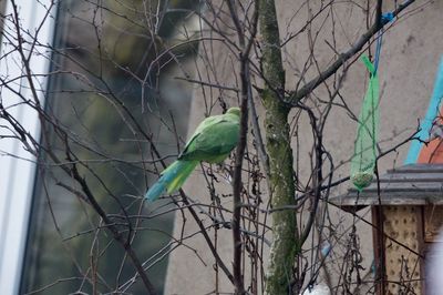 Close-up of bird perching on tree