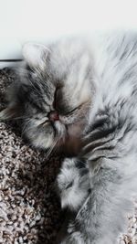 Close-up of cat sleeping on bed