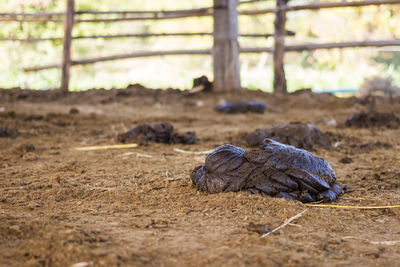 Close-up of crab on land