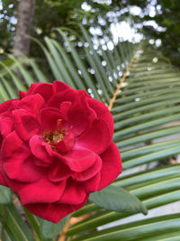 Close-up of red flowering plant