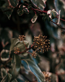 Close-up of flowering plant