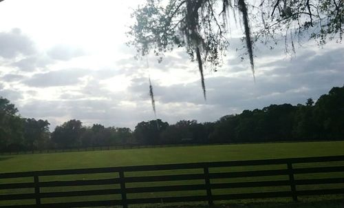 Trees on field against cloudy sky