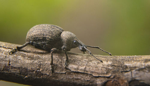 Close-up of insect on wood