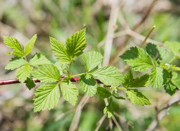 Close-up of fresh green leaves