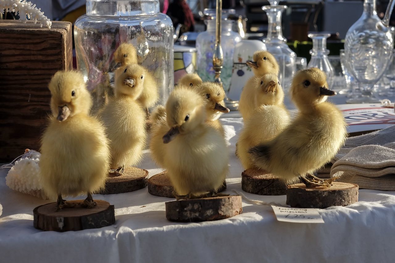 Easter chicks