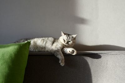 Close-up of cat sitting on floor at home