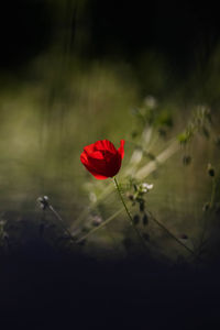 Close-up of red poppy flower