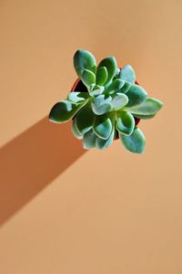 Succulent potted plant on orange background