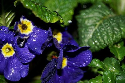 Close-up of water drops on flowers