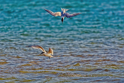 Bird flying over sea