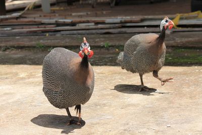 View of birds on the ground