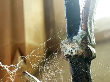 Close-up of spider on web