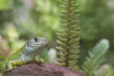 Close-up of lizard on rock in forest