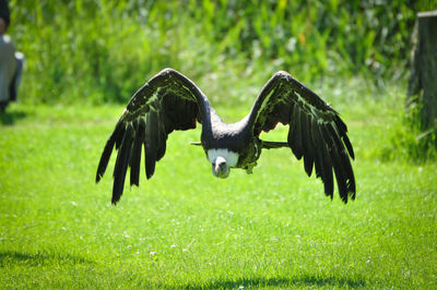 Close-up of eagle flying