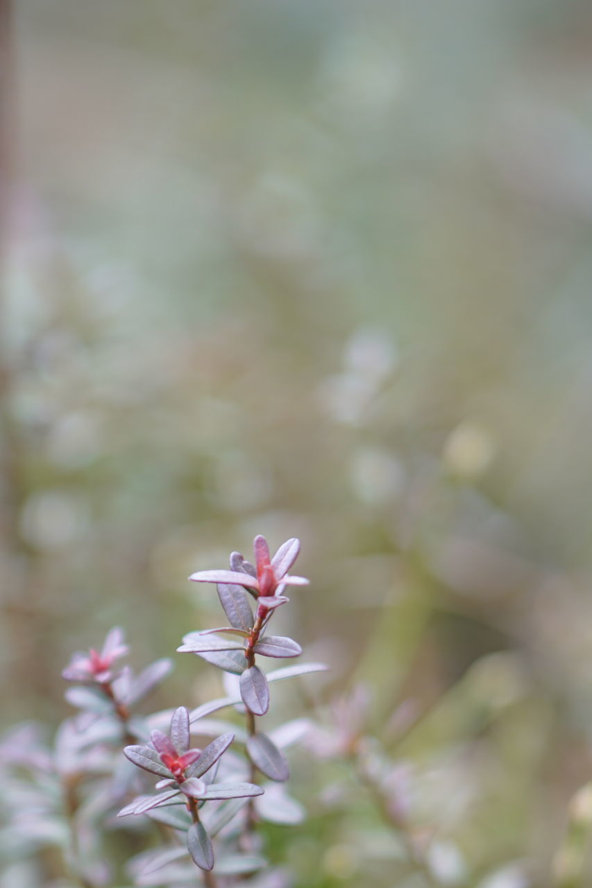 CLOSE-UP OF FLOWERING PLANT