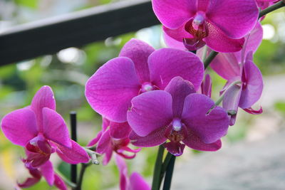 Close-up of pink orchids