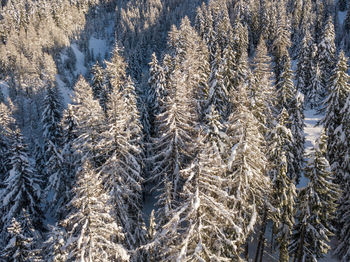 Full frame shot of pine trees during winter