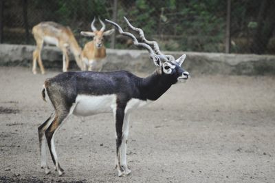 Deer standing on field