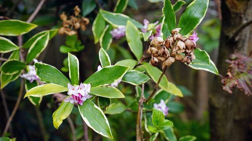 Close-up of insect on plant