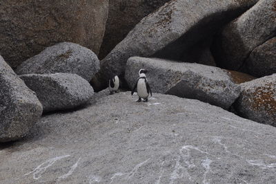 Full length of baby sitting on rock at beach