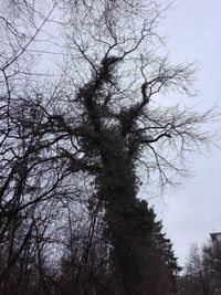 Low angle view of silhouette bare trees against sky