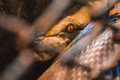 Close-up of orange snake