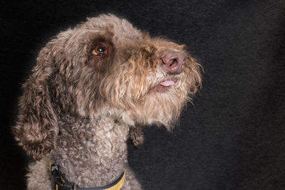 Portrait of dog against black background