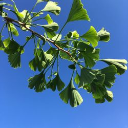 Low angle view of leaves against blue sky