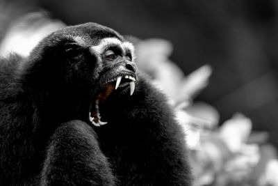 Close-up of monkey yawning outdoors