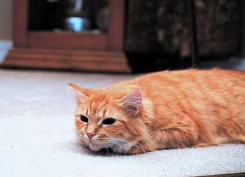 Close-up of cat resting