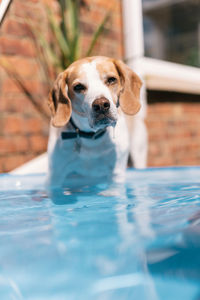 Portrait of dog in swimming pool