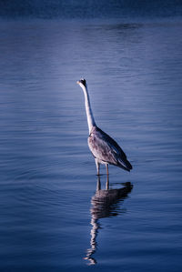 Bird perching on a lake