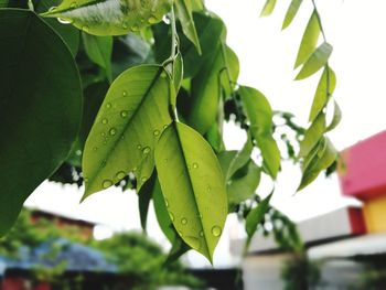 Close-up of fresh green plant against sky