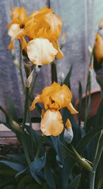 Close-up of wilted flower