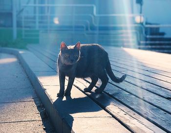 Cat looking away on footpath