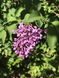 Close-up of pink flowers blooming outdoors