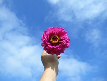 Woman holding pink flower against sky