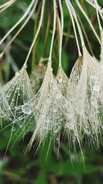 Close-up of spider web on plant